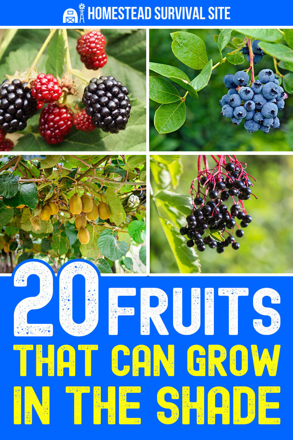 20-fruits-that-can-grow-in-the-shade