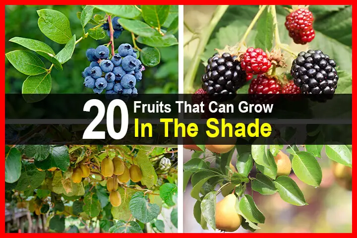 20 Fruits That Can Grow In The Shade