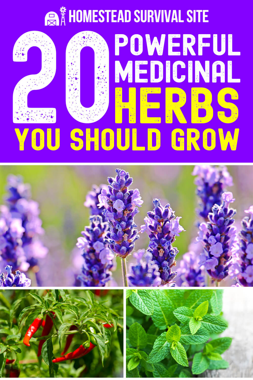 20 Powerful Medicinal Herbs You Should Grow