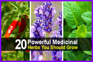 20 Powerful Medicinal Herbs You Should Grow