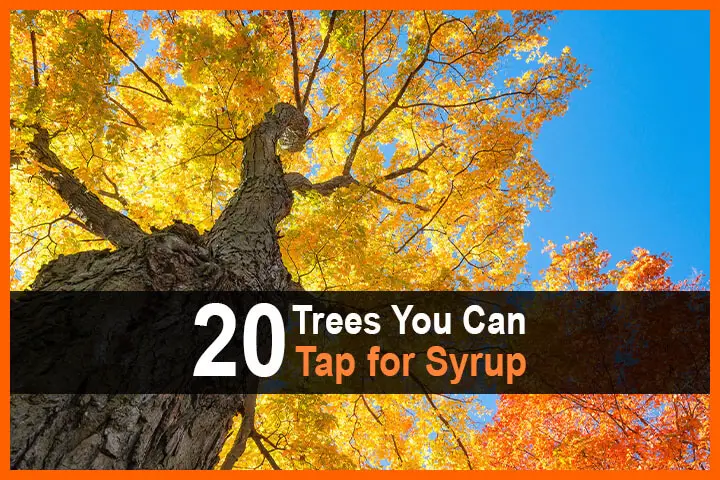 20 Trees You Can Tap for Syrup