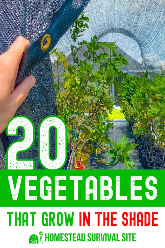 20 Vegetables That Grow In The Shade