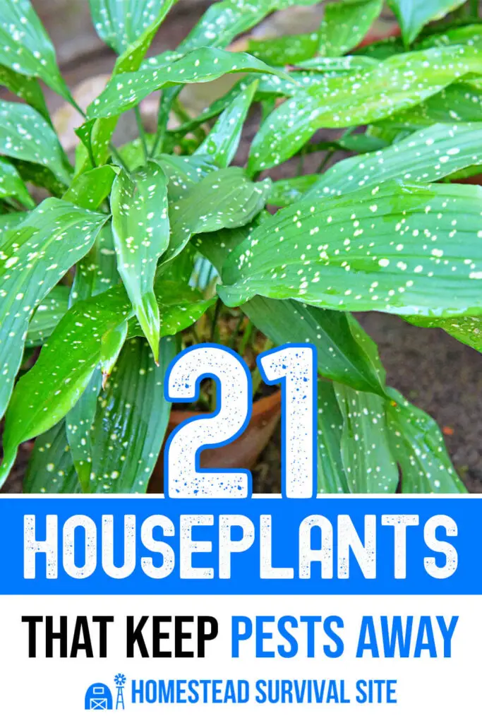 21 Houseplants That Keep Bugs Away