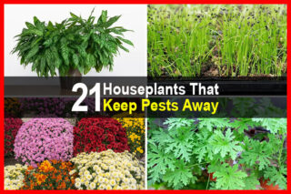 21 Houseplants That Keep Pests Away