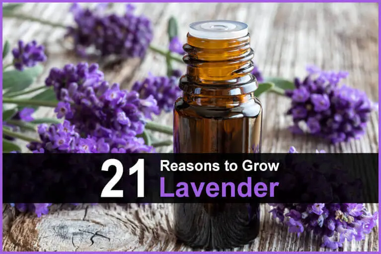 21 Reasons to Grow Lavender