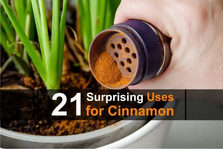 21 Surprising Uses for Cinnamon