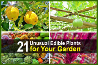 21 Unusual Edible Plants for Your Garden
