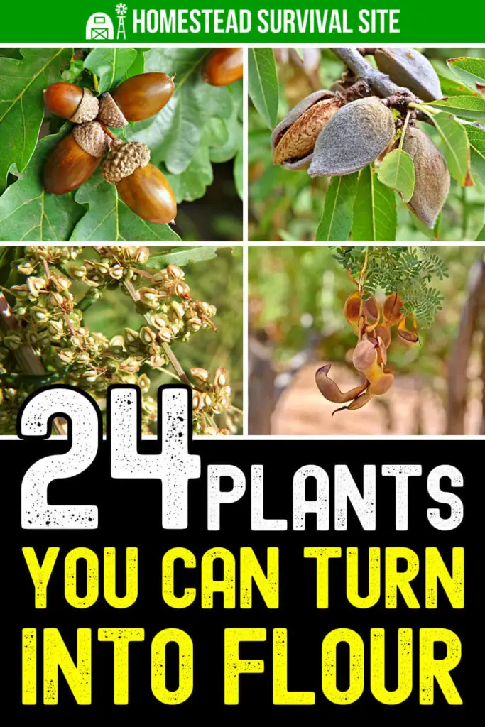 24 Plants You Can Turn Into Flour