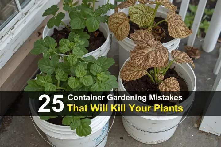 25 Container Gardening Mistakes That Will Kill Your Plants