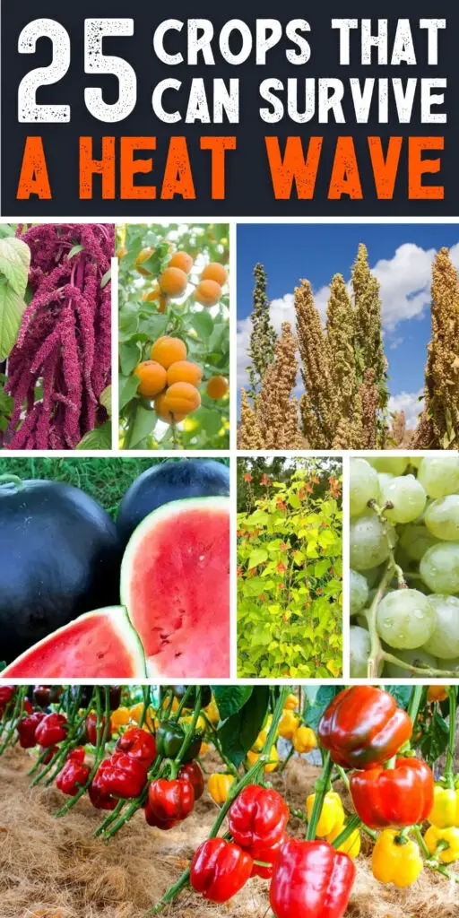 25 Crops That Can Survive a Heat Wave