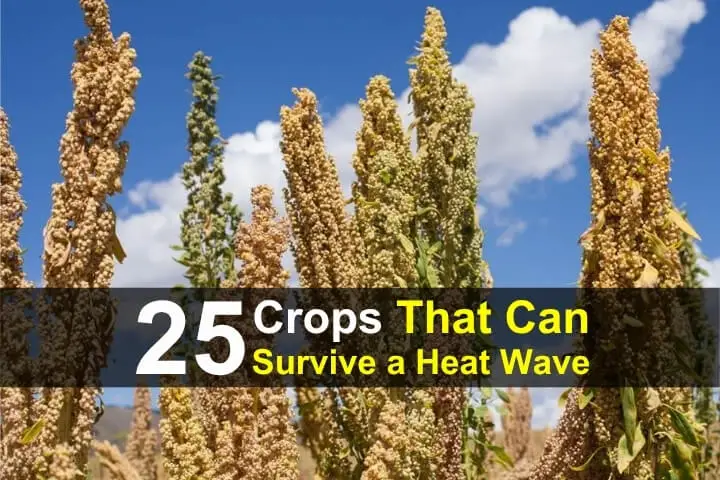 25 Crops That Can Survive a Heat Wave