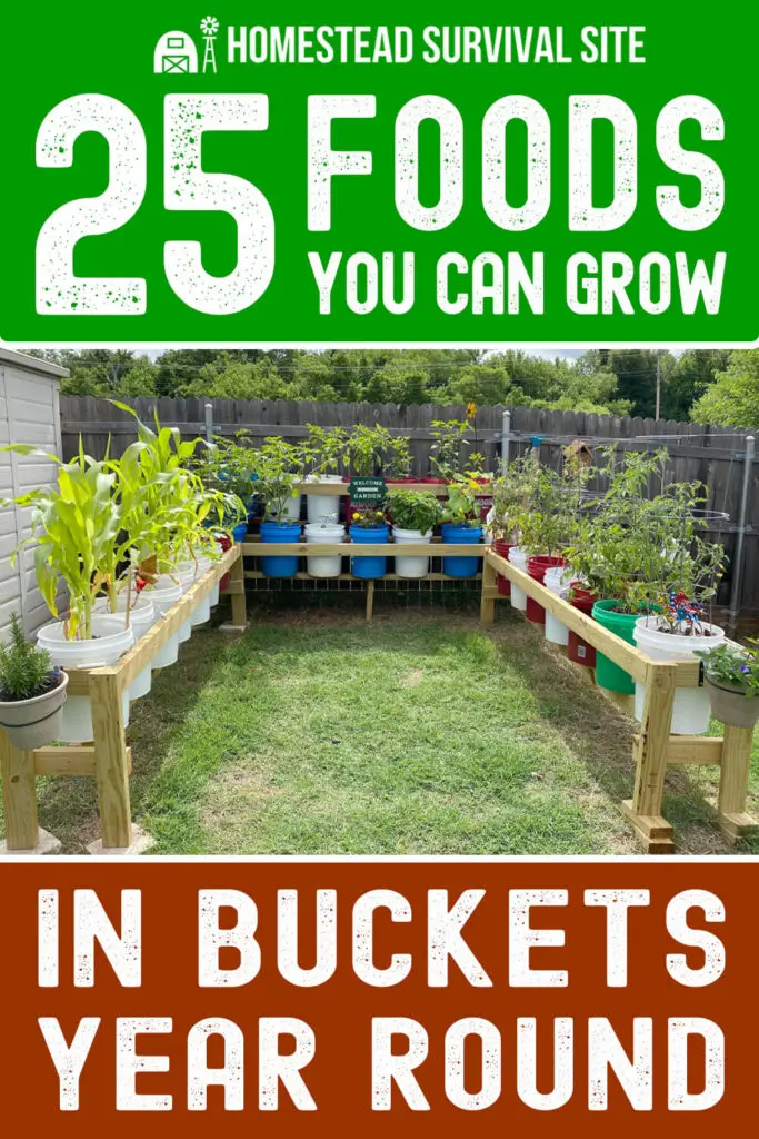 25 Foods You Can Grow In Buckets Year Round