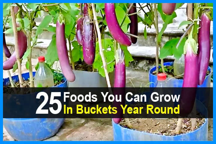 25 Foods You Can Grow In Buckets Year Round