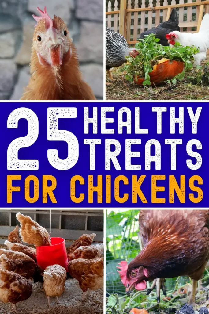 25 Healthy Treats for Chickens