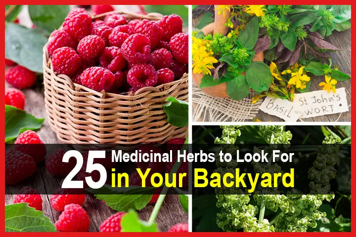25 Medicinal Herbs to Look For in Your Backyard