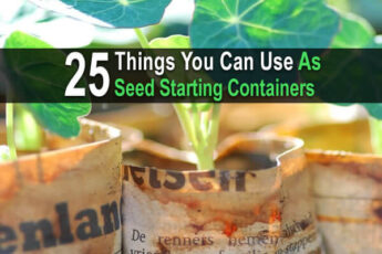25 Things You Can Use As Seed Starting Containers