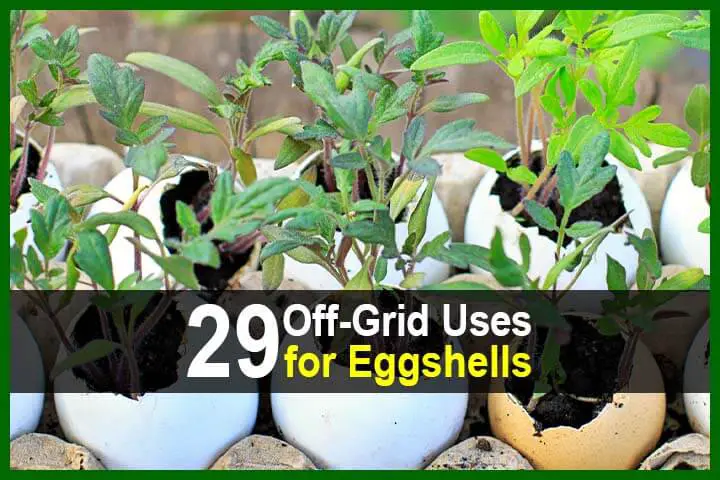 29 Off-Grid Uses for Eggshells