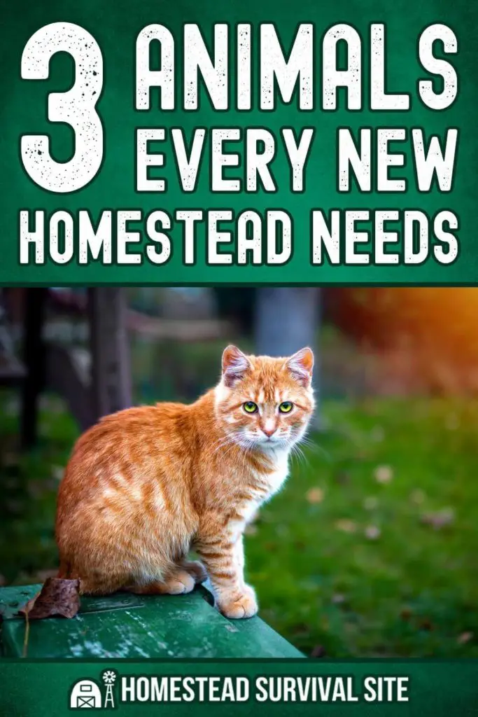 3 Animals Every New Homestead Needs