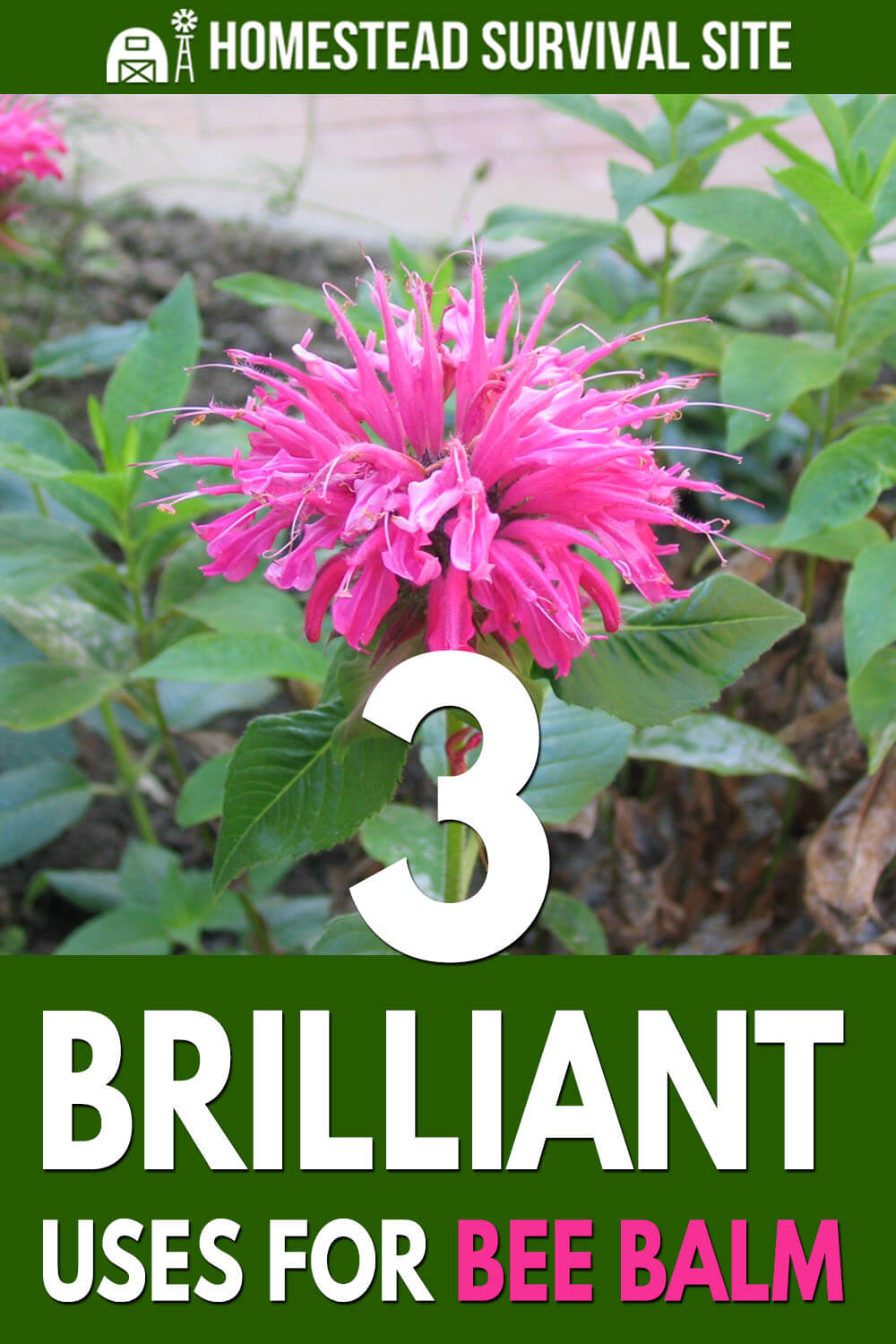 3 Brilliant Uses for Bee Balm