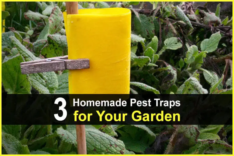 3 Homemade Pest Traps for Your Garden