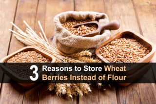 3 Reasons To Store Wheat Berries Instead of Flour