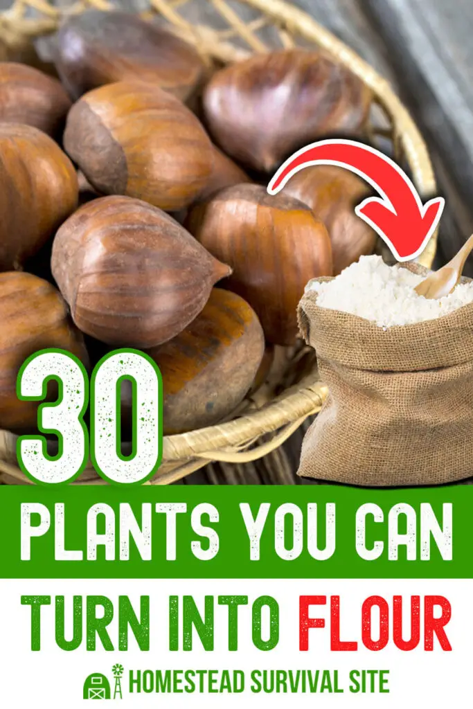 30 Plants You Can Turn Into Flour