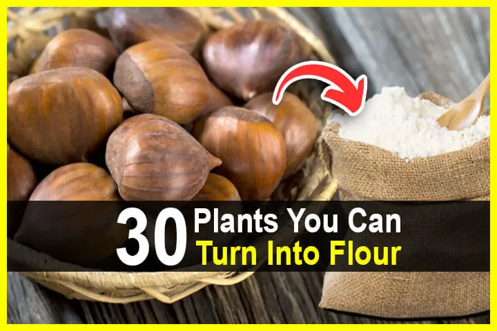 30 Plants You Can Turn Into Flour