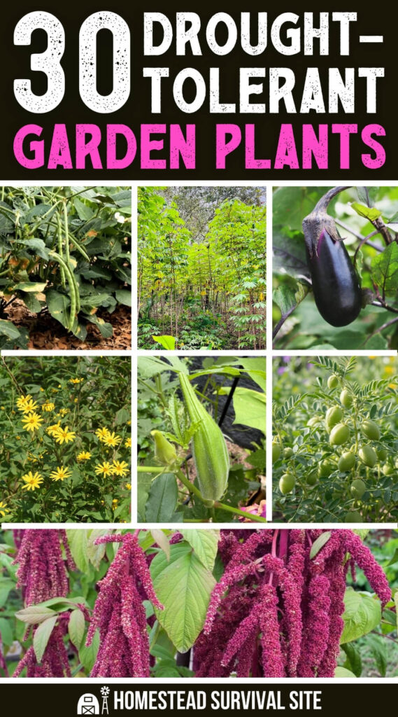 30 Drought-Tolerant Garden Plants