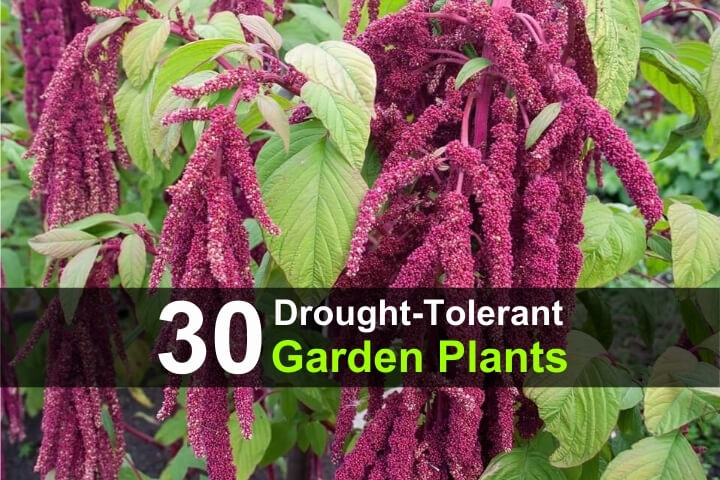 30 Drought-Tolerant Garden Plants