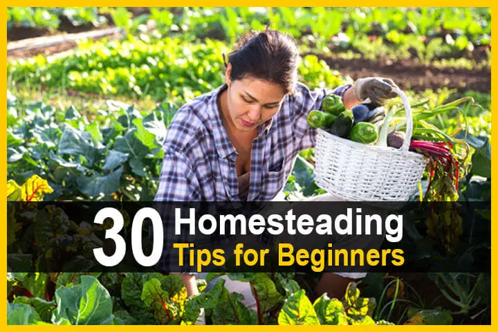 30 Homesteading Tips for Beginners