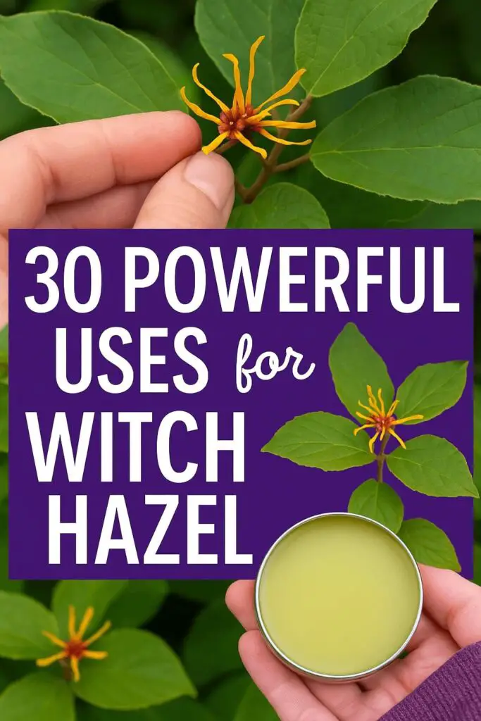 30 Powerful Uses for Witch Hazel