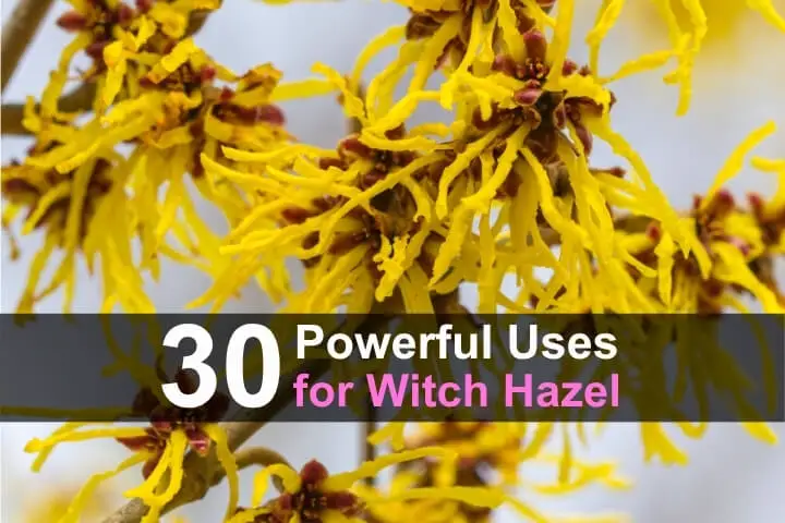30 Powerful Uses for Witch Hazel