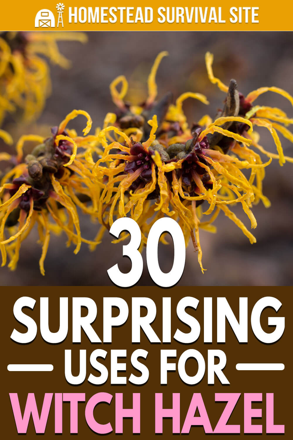 30 Surprising Uses for Witch Hazel