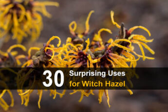 30 Surprising Uses for Witch Hazel