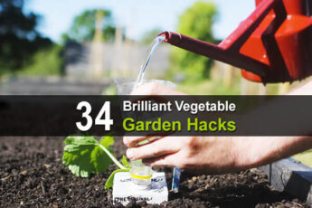 34 Brilliant Vegetable Gardening Hacks