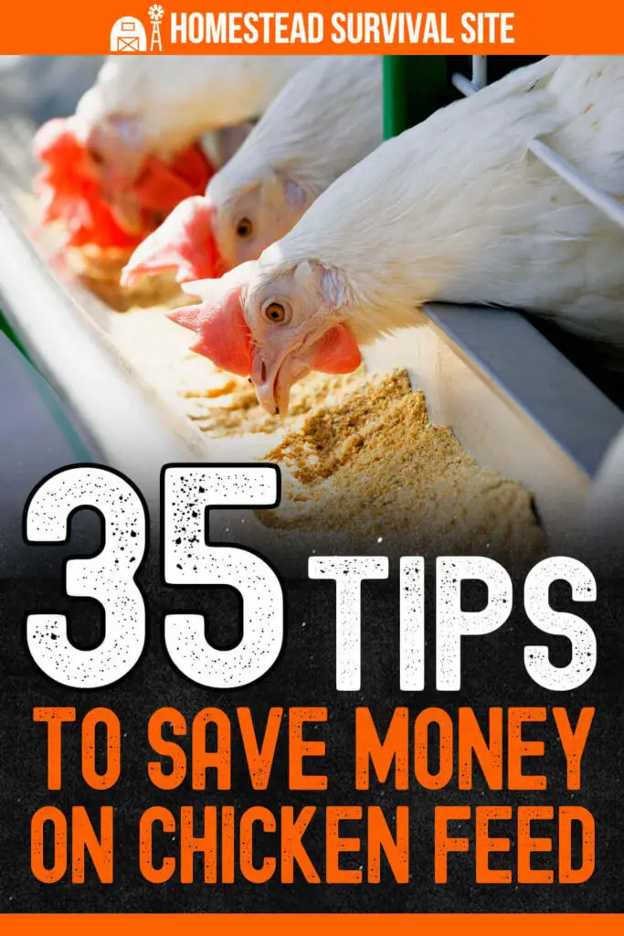 35 Tips to Save Money on Chicken Feed