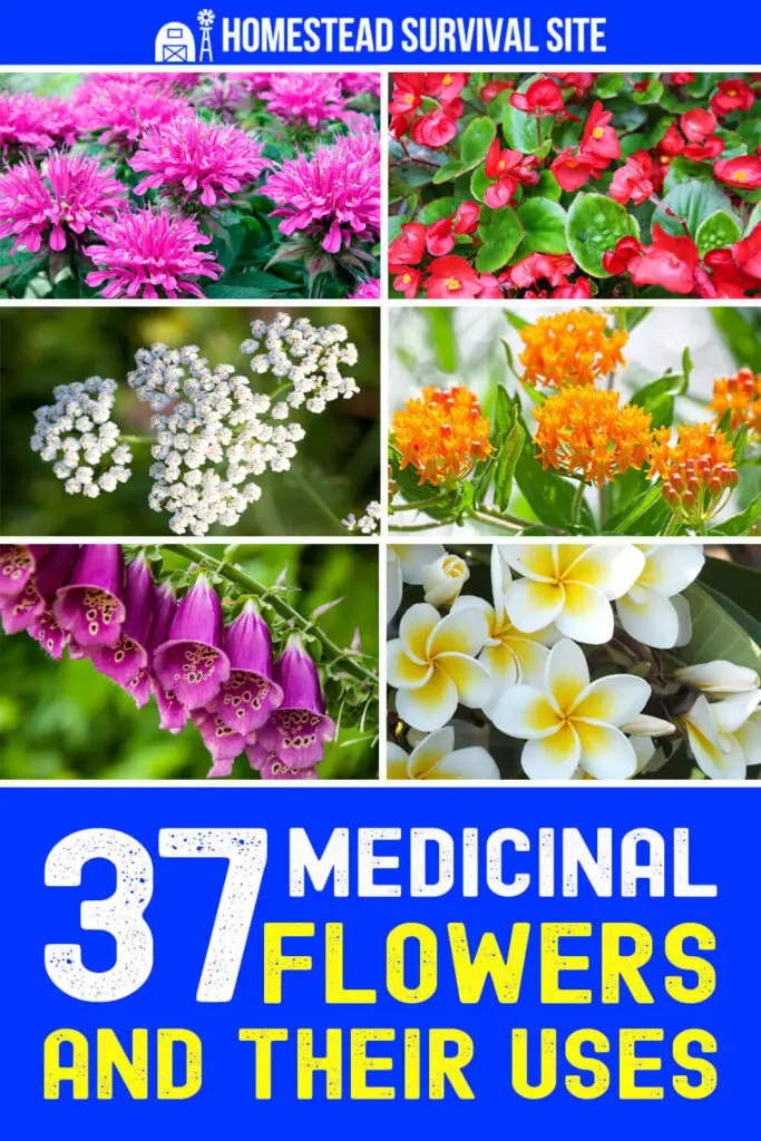 37 Medicinal Flowers and Their Uses