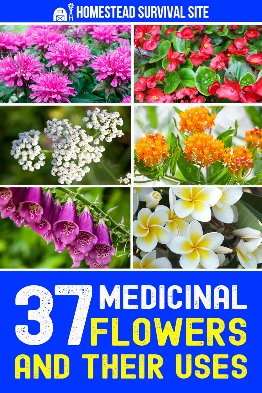 37-medicinal-flowers-and-their-uses