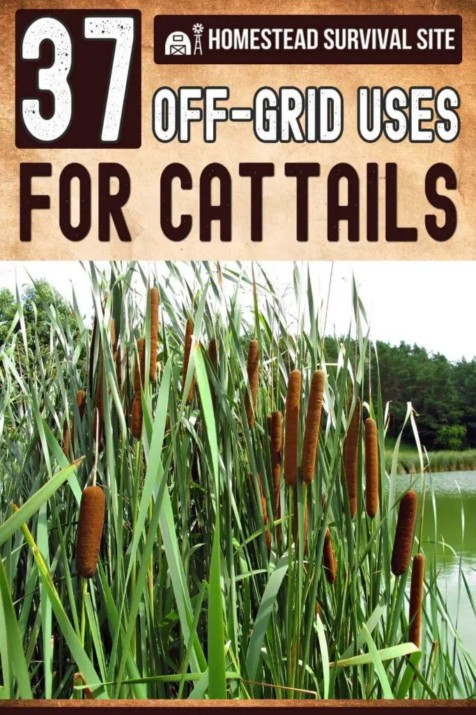 37 Off-Grid Uses for Cattails