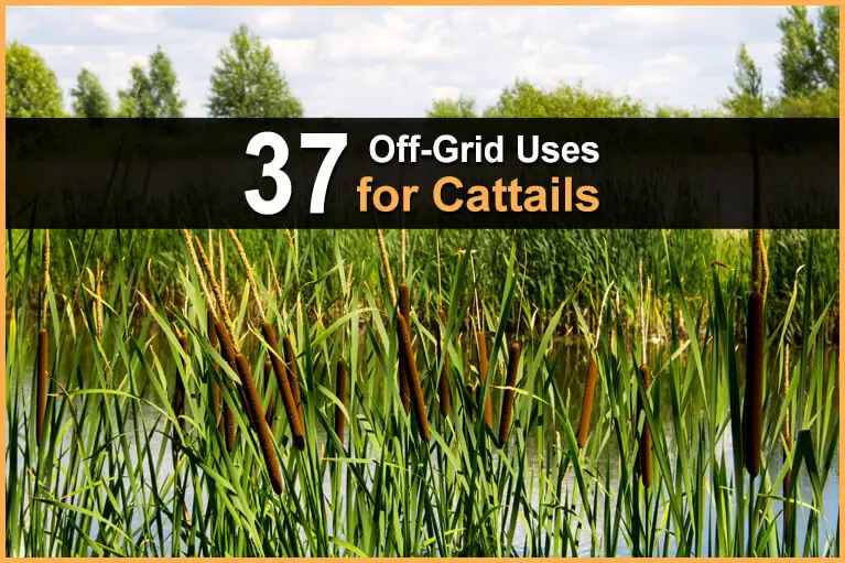 37 Off-Grid Uses for Cattails