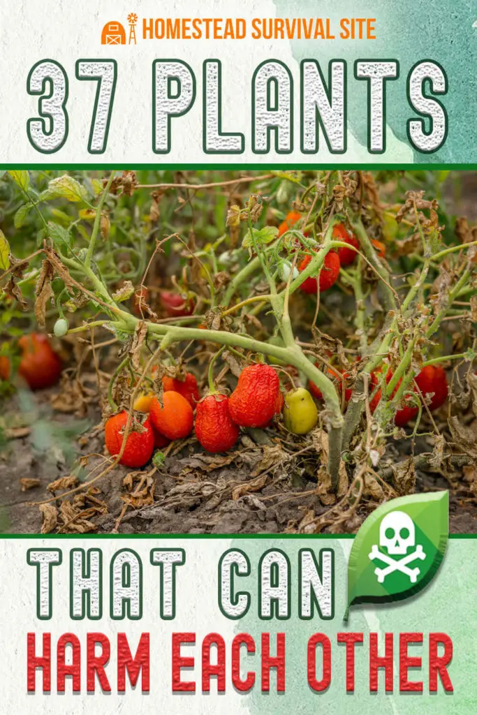 37 Garden Plants That Can Harm Each Other