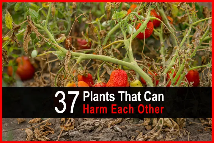37 Garden Plants That Must Be Kept Separate