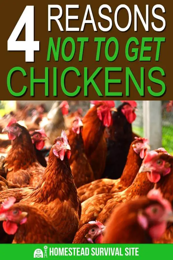 4 Reasons NOT To Get Chickens