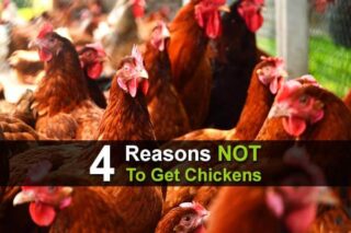 4 Reasons NOT To Get Chickens