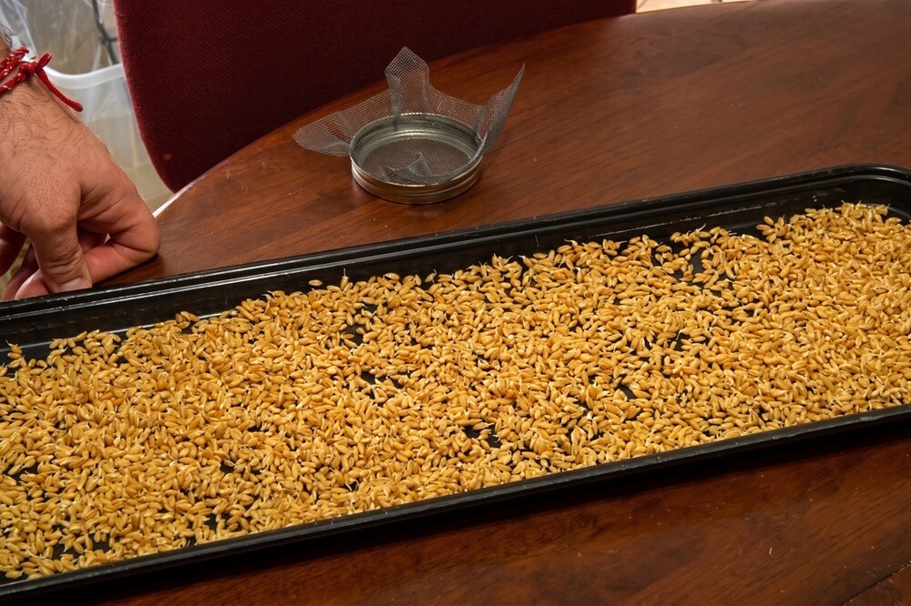 Seeds on Tray