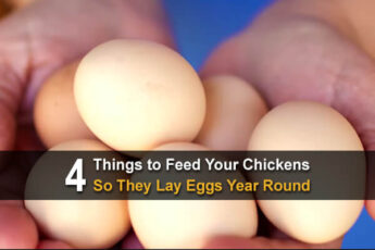 4 Things to Feed to Your Chickens So They Lay Eggs Year Round
