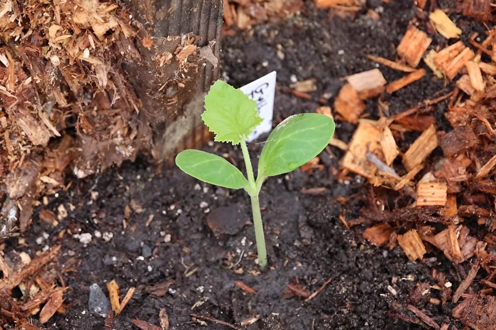 Transplanting Squash Plant