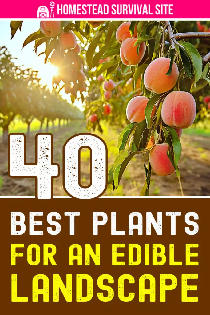 40 Best Plants for an Edible Landscape