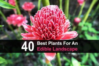 40 Best Plants for an Edible Landscape