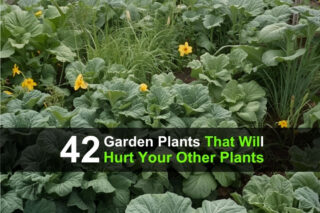 42 Garden Plants That Will Hurt Your Other Plants